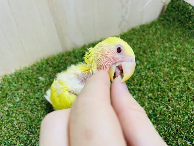 コザクラインコ（小桜インコ）