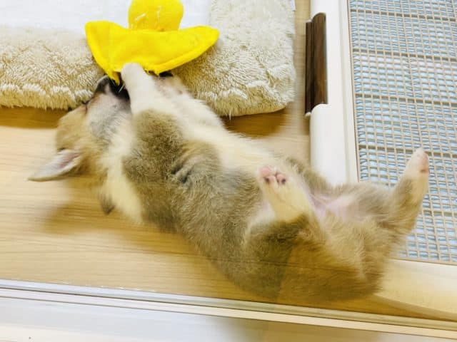 ウェルシュコーギー・ペンブローグ