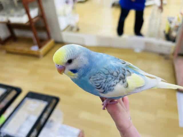 セキセイインコ