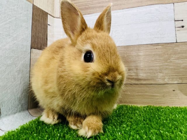 ネザーランドドワーフ