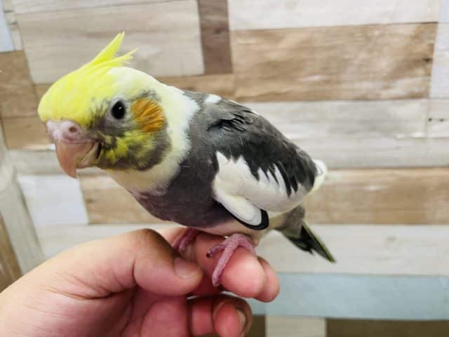 オカメインコ