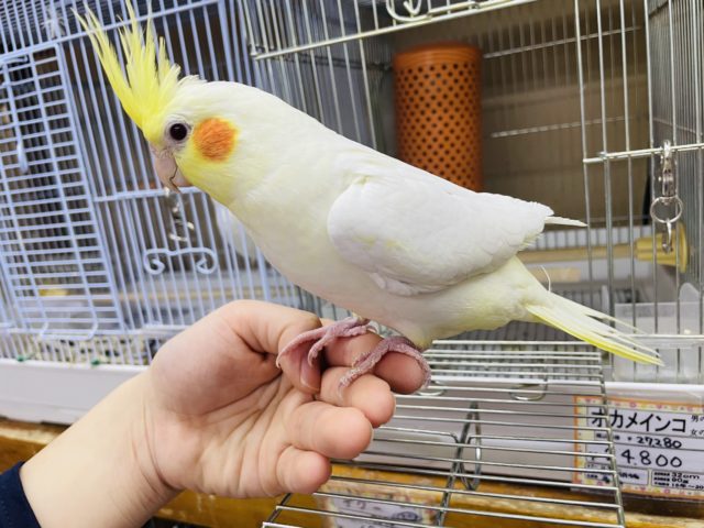 オカメインコ