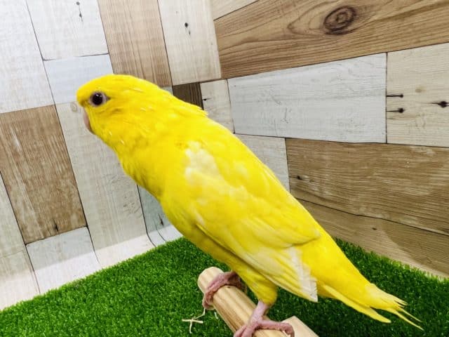 サザナミインコ