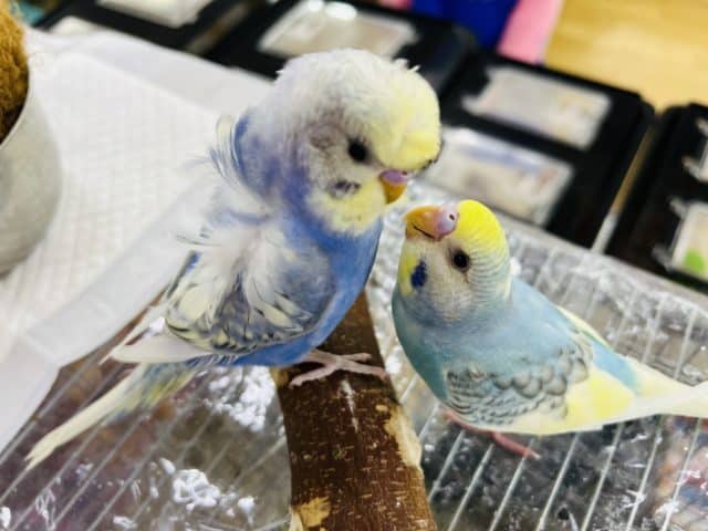 セキセイインコ