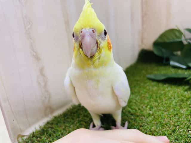 オカメインコ