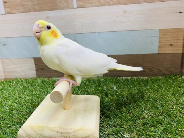 オカメインコ