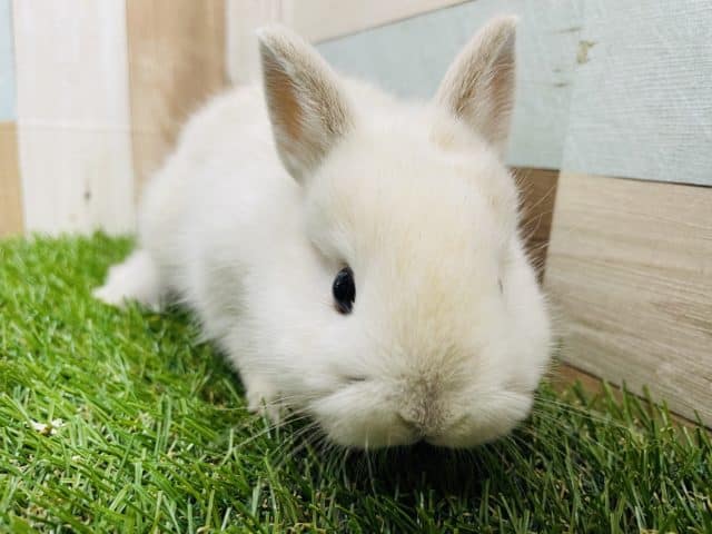 ネザーランドドワーフ