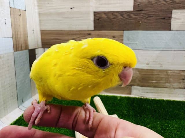 サザナミインコ