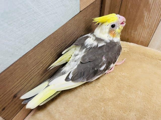 オカメインコ