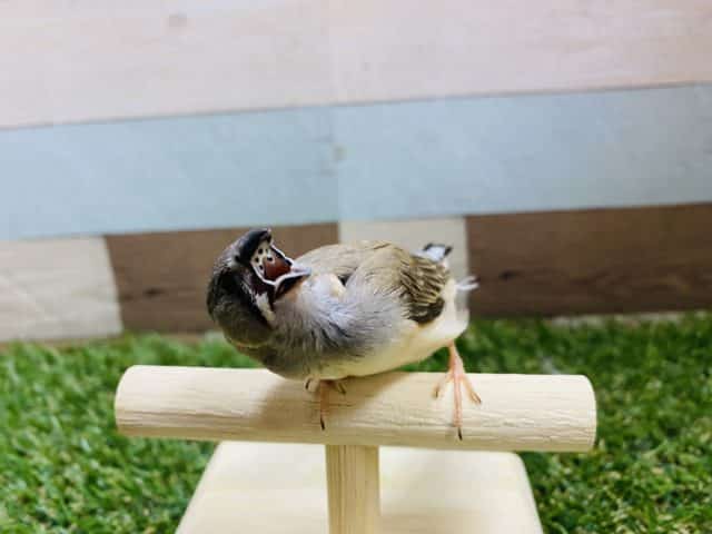 錦花鳥（キンカチョウ）