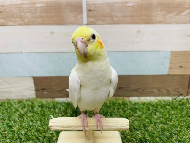 オカメインコ