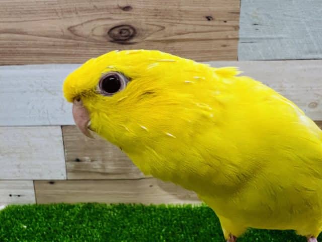 サザナミインコ