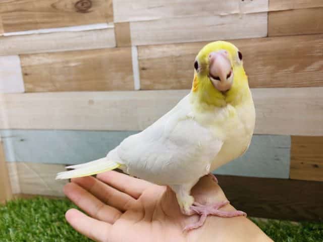 オカメインコ