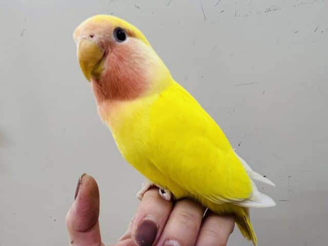 コザクラインコ（小桜インコ）