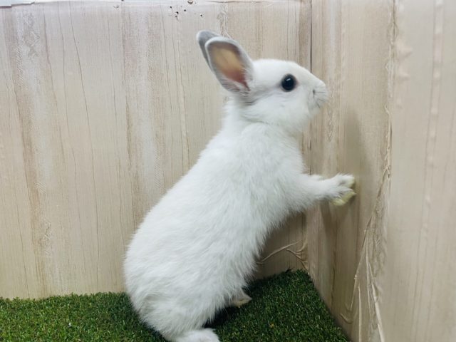 ネザーランドドワーフ