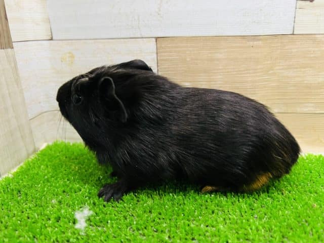 クレステッドモルモット