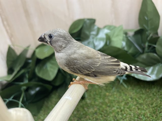 錦花鳥（キンカチョウ）