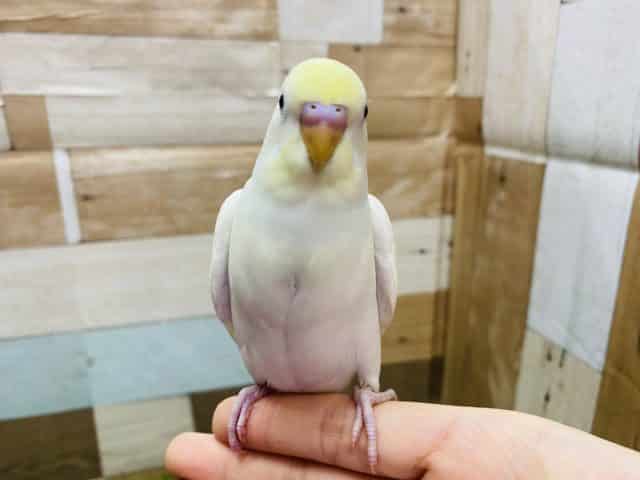ふわっと優しいカラーのセキセイインコ!!人気のクリームやって来ました♪ セキセイインコ