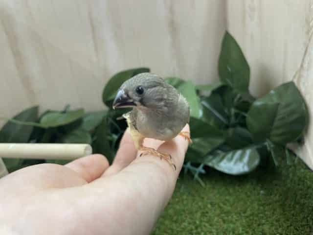 錦花鳥（キンカチョウ）