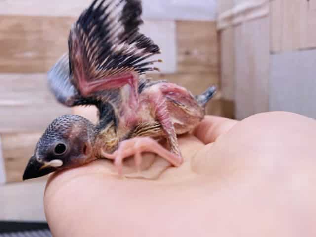 文鳥と言えばの定番人気カラー!桜文鳥のヒナがやって来ました〜 桜文鳥