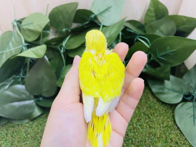 セキセイインコ