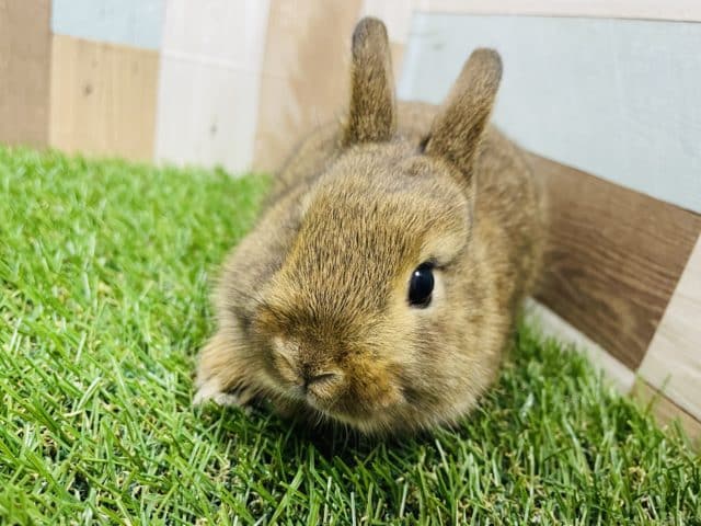 ミニウサギ