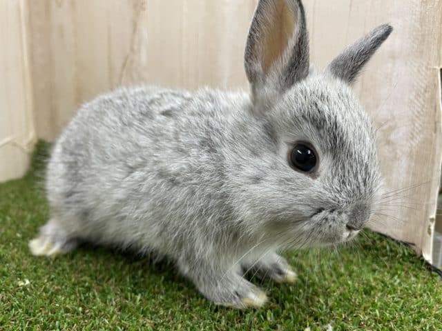 ネザーランドドワーフ