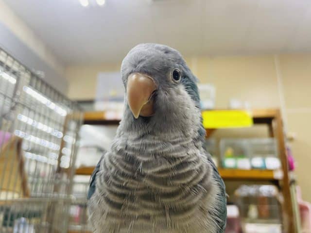 オキナインコ
