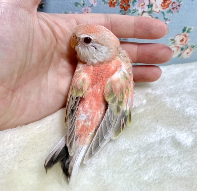 アキクサインコ（秋草インコ）