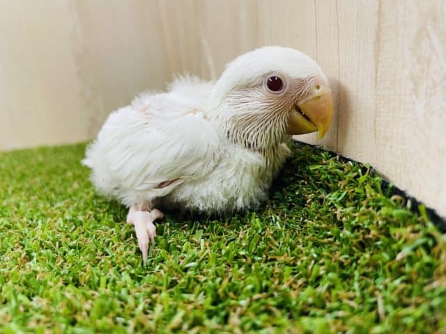 コザクラインコ（小桜インコ）