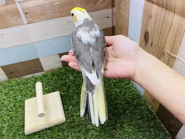 オカメインコ