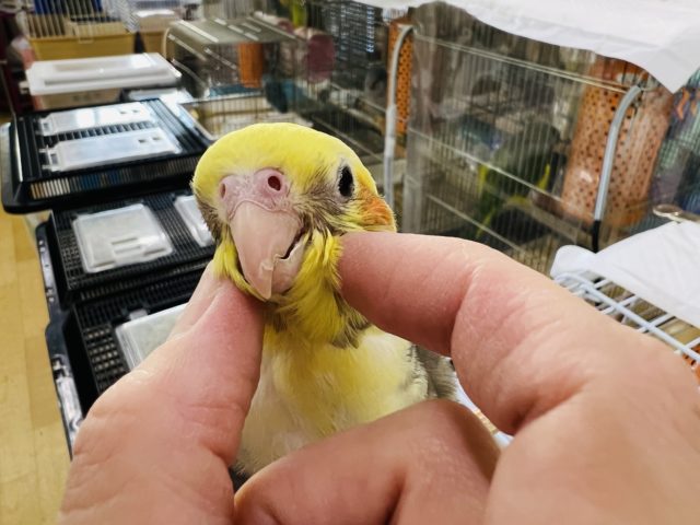 オカメインコ