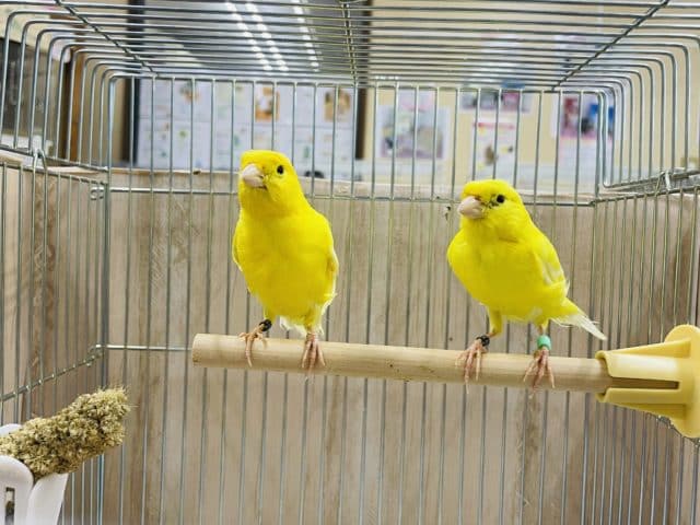 レモンカナリア