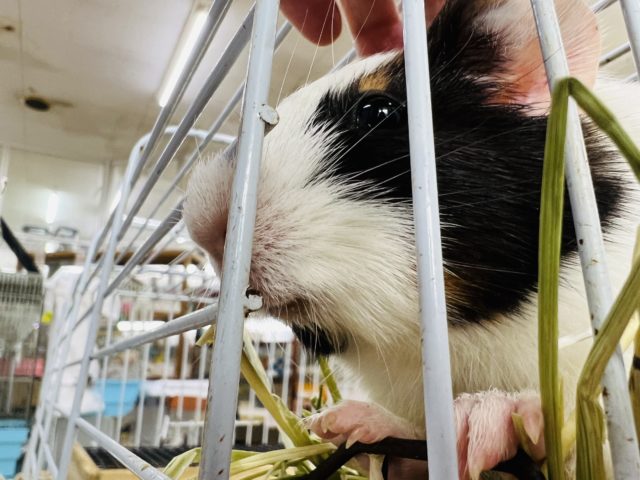 イングリッシュモルモット