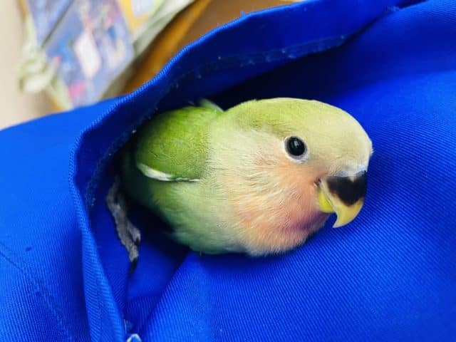 コザクラインコ（小桜インコ）