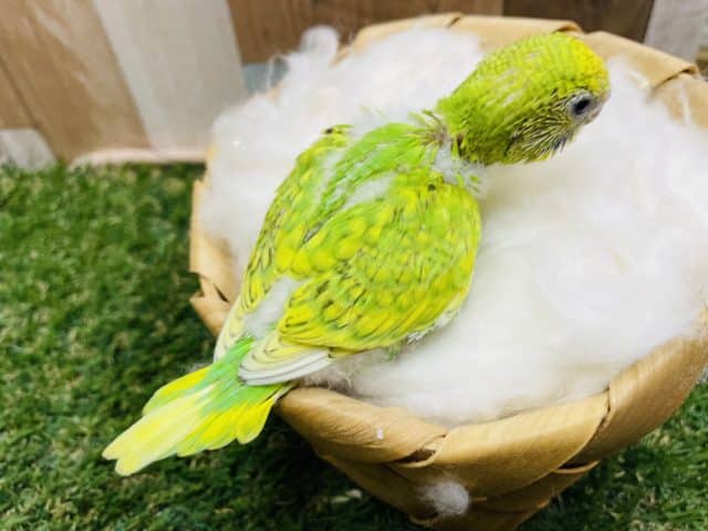 大人しくて落ち着きのあるヒナさん!セキセイインコのスパングルカラー! セキセイインコ