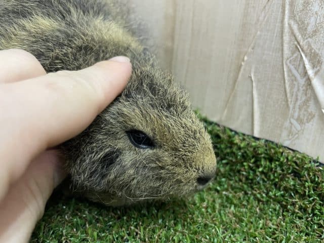 テディモルモット