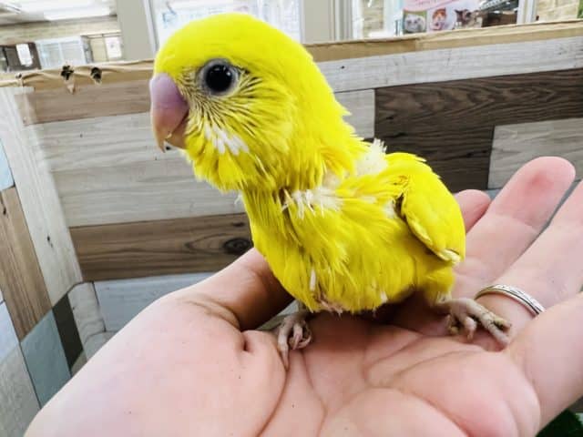 パキッと黒目なの♡ダブルファクターイエローのセキセイインコ☆ セキセイインコ