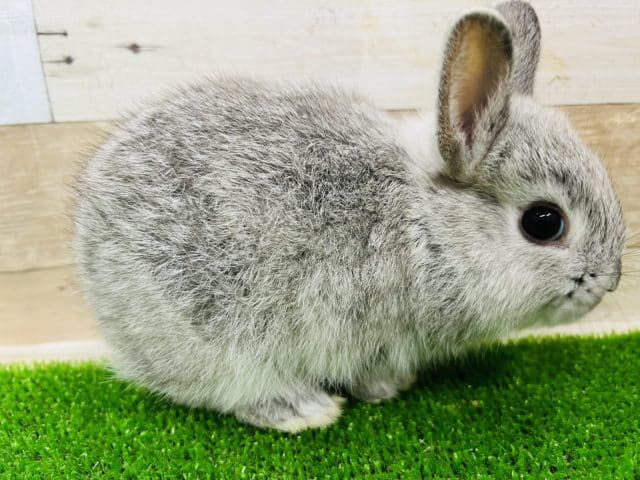 ネザーランドドワーフ