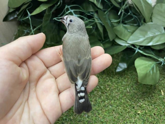 錦花鳥（キンカチョウ）