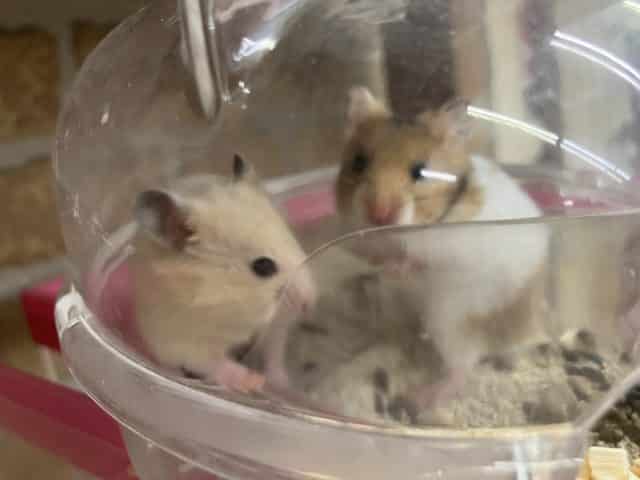 キンクマハムスター