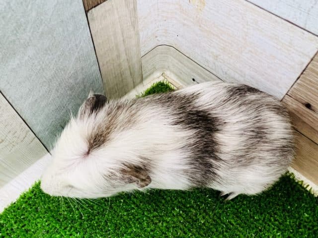 クレステッドモルモット