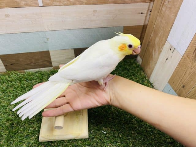 オカメインコ