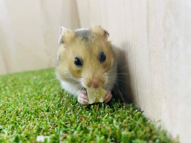 ゴールデンハムスター