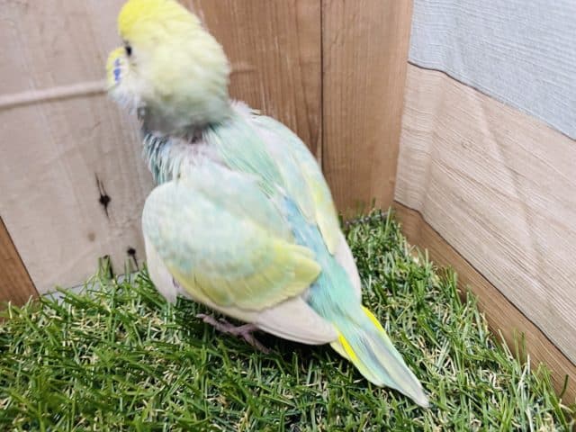 明るいグリーンの可愛いコ!セキセイインコのパステルカラーレインボー! セキセイインコ