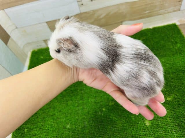 クレステッドモルモット