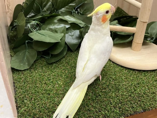 オカメインコ