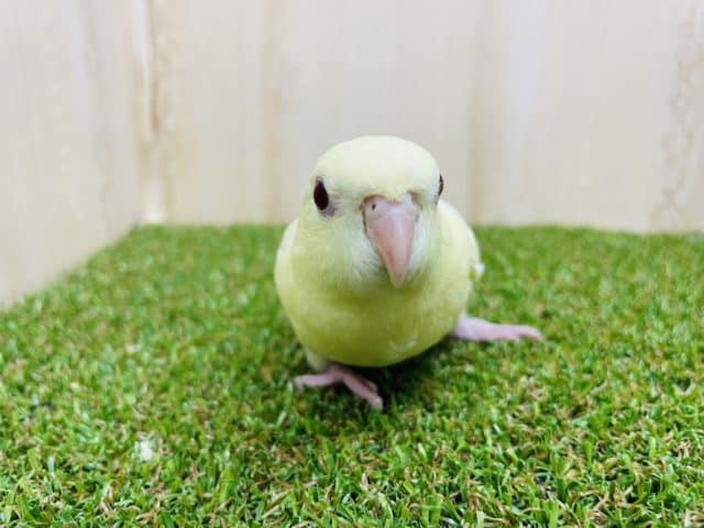 サザナミインコ