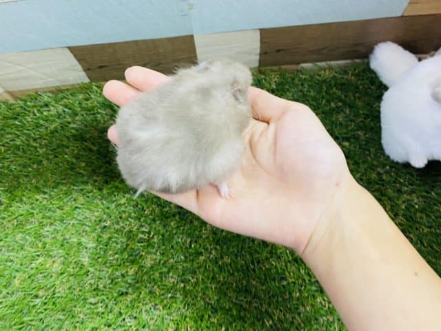 ゴールデンハムスター