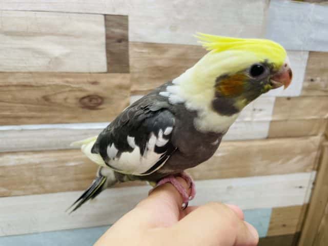 オカメインコ
